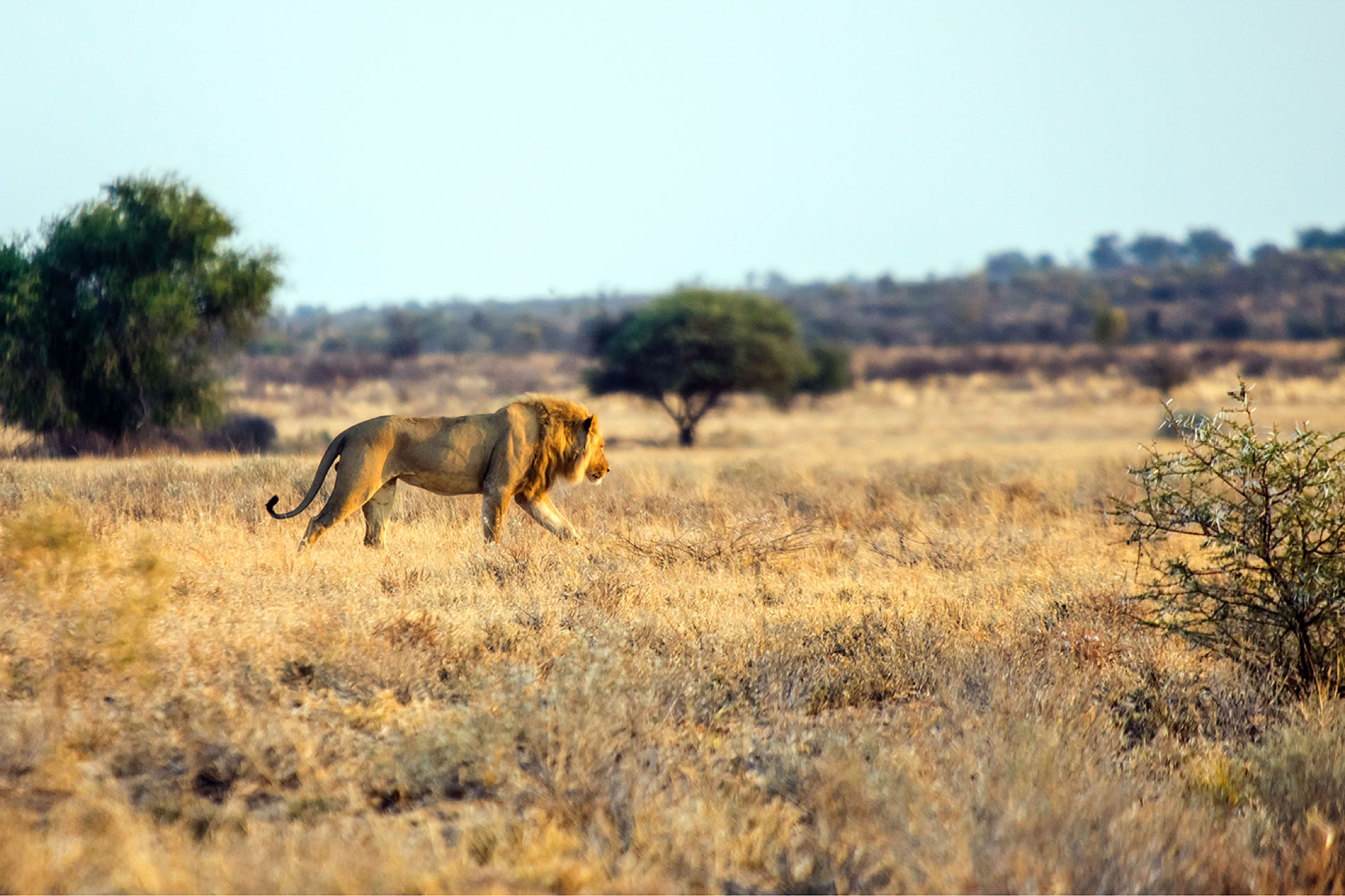 lion