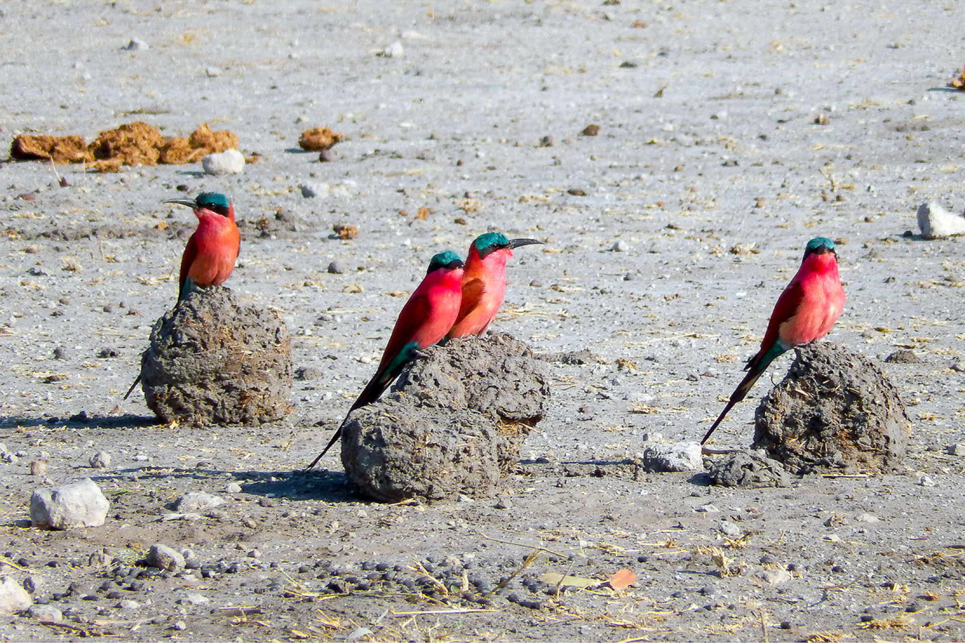 birds